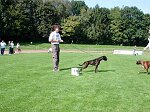 Sch�nster Junghund der Schau