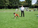 Sch�nster Hund der Schau