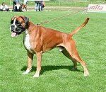 Sch�nster Hund der Schau